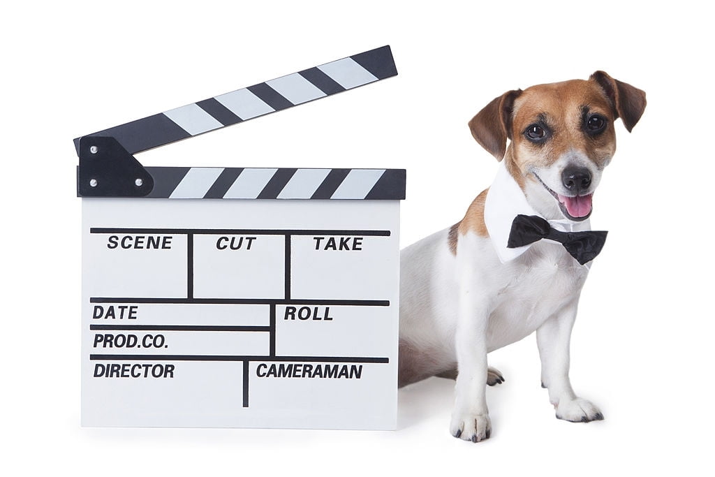 “Recommended Pet Movies” Forum