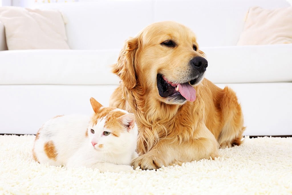 “Heartwarming Pet Stories Pictures” Forum