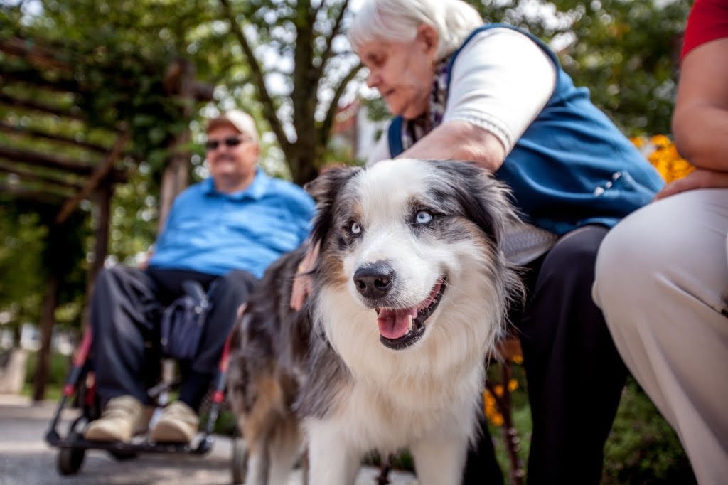 “Pet-Assisted Therapy” Forum