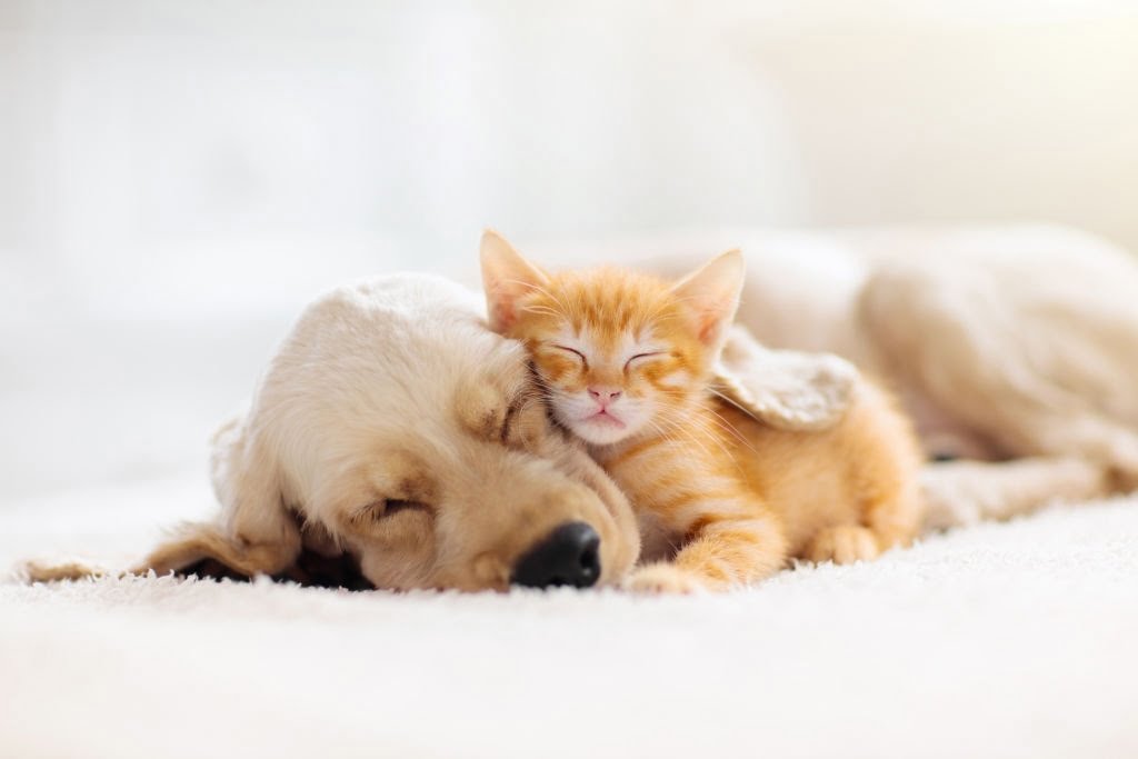 “Heartwarming Pet Stories” Forums