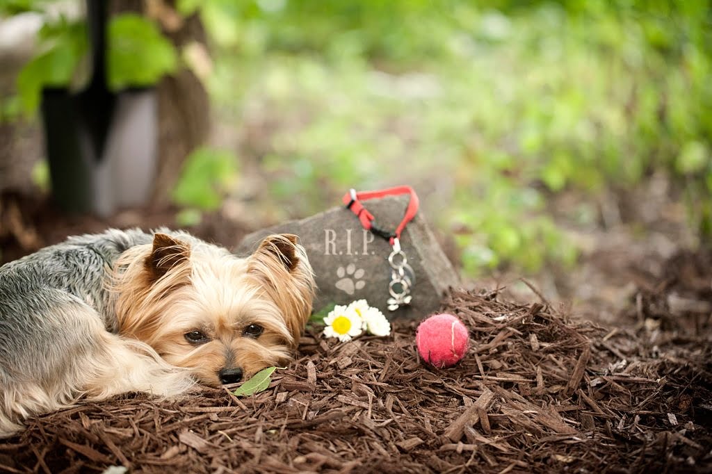 “Pet Loss Grief Resources” Forum