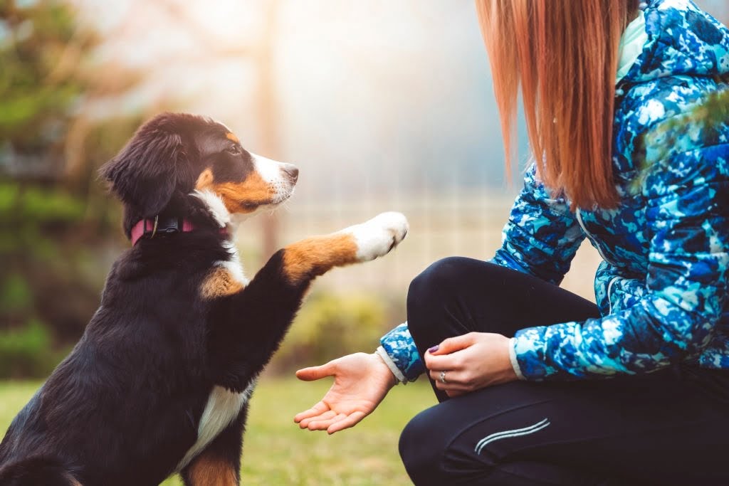 “Behavior Training” Forum