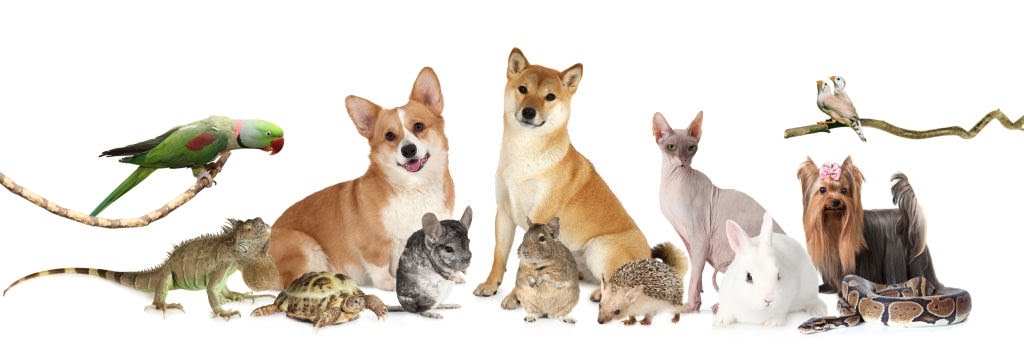 “Types of Pets” Forum