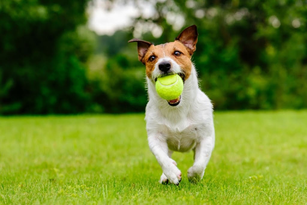 “Pet Play” Forum
