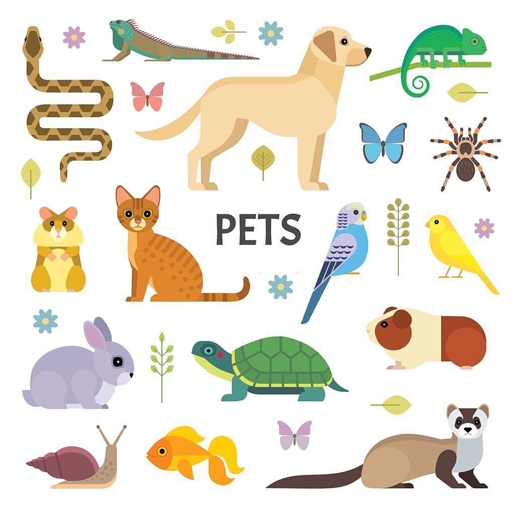 Many Types of Pets Stay Together