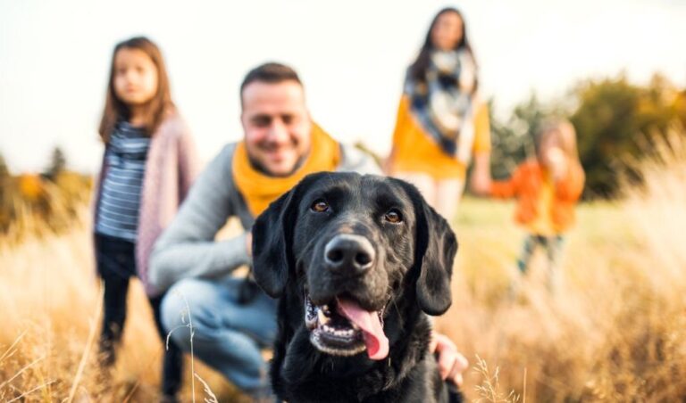 A dog is playing with family